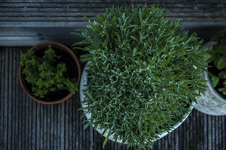 green potted plant, selective focus photography of green leaf plant HD wallpaper