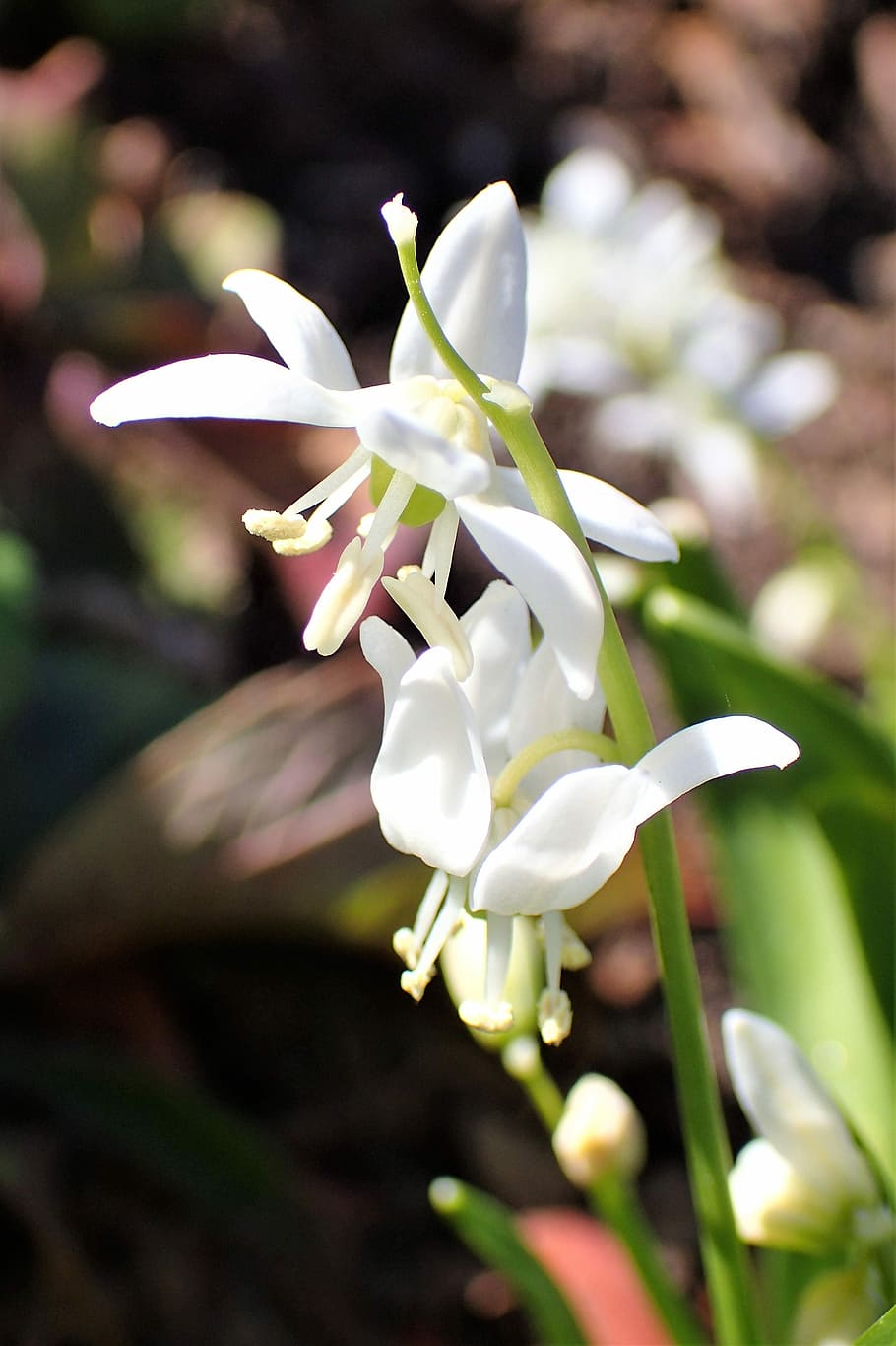 spring flower, white, flowering plant, fragility, vulnerability HD wallpaper