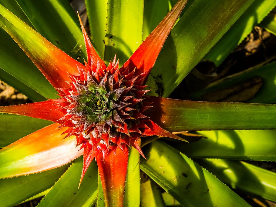young pineapple, fruit, nature, plant, leaf, summer, green Color HD wallpaper