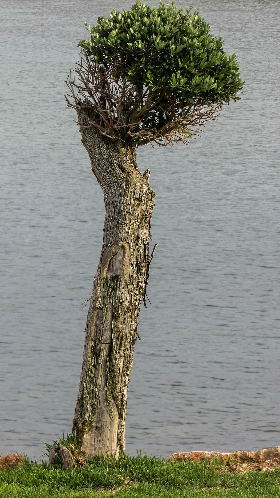 cyprus, protaras, tree, garden, sea, plant, nature, tree trunk HD wallpaper