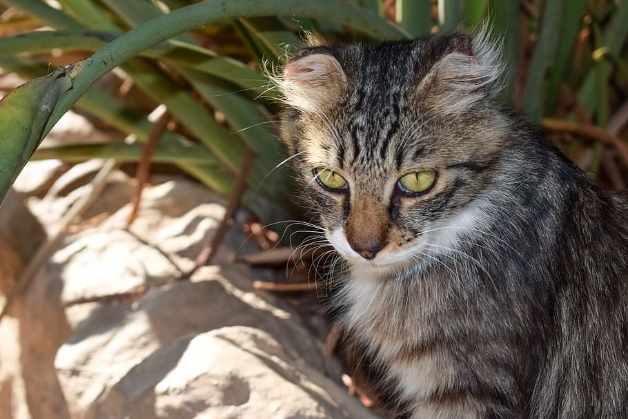 cat, stray, eyes, looking, homeless, garden, young, animal HD wallpaper