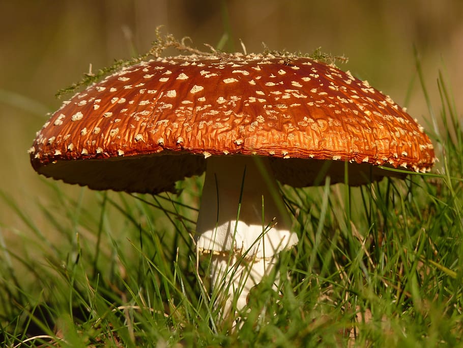 White and Brown Mushroom on Green Grass Awn on Close Up Photo, HD wallpaper