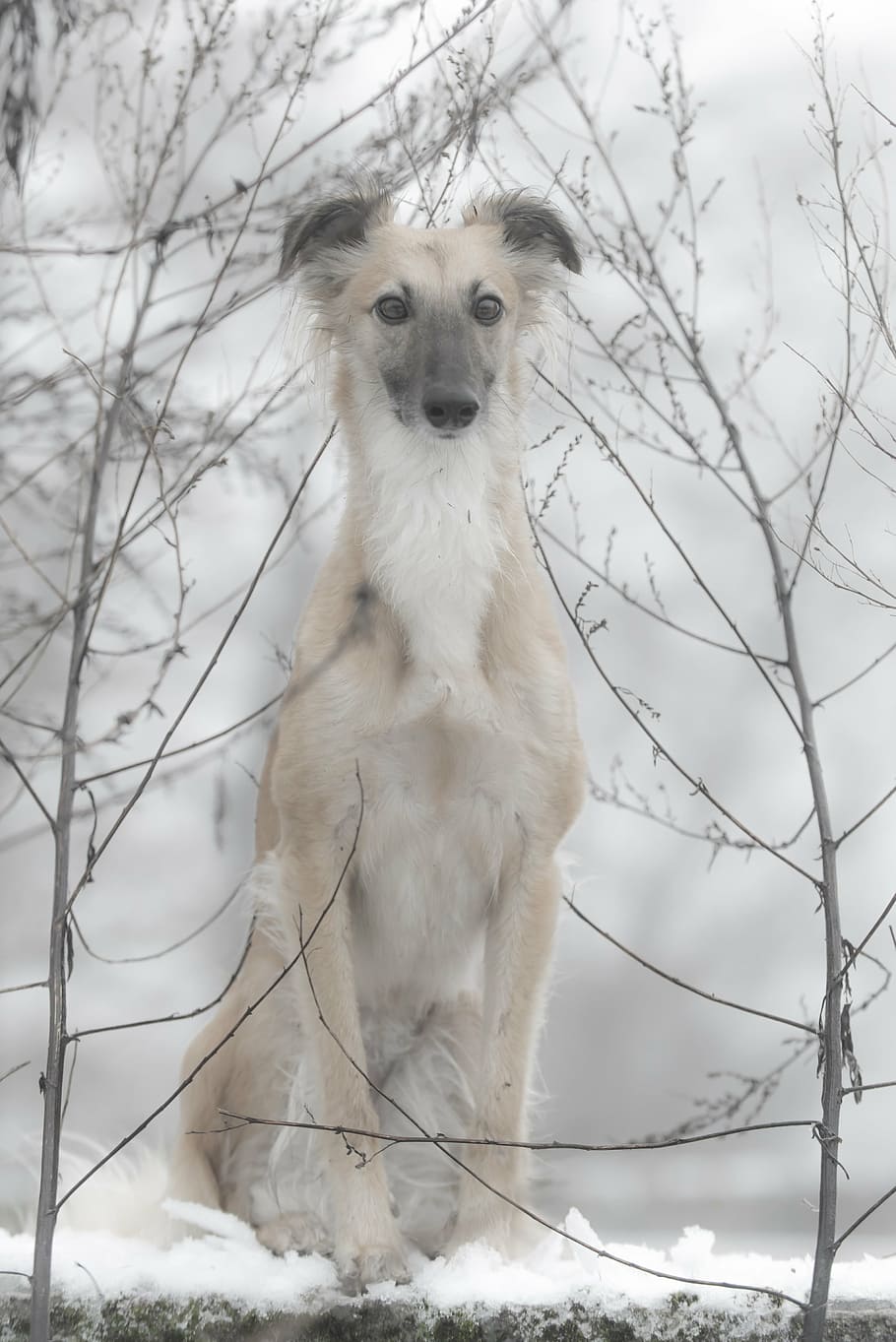 silken wind sprite, dog, dog in the snow, winter, one animal, HD wallpaper