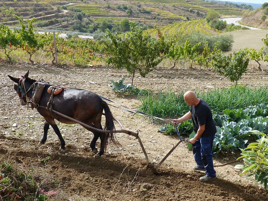 Plow, Mule, Labrador, Work, Break, rustic, traditional, agriculture HD wallpaper