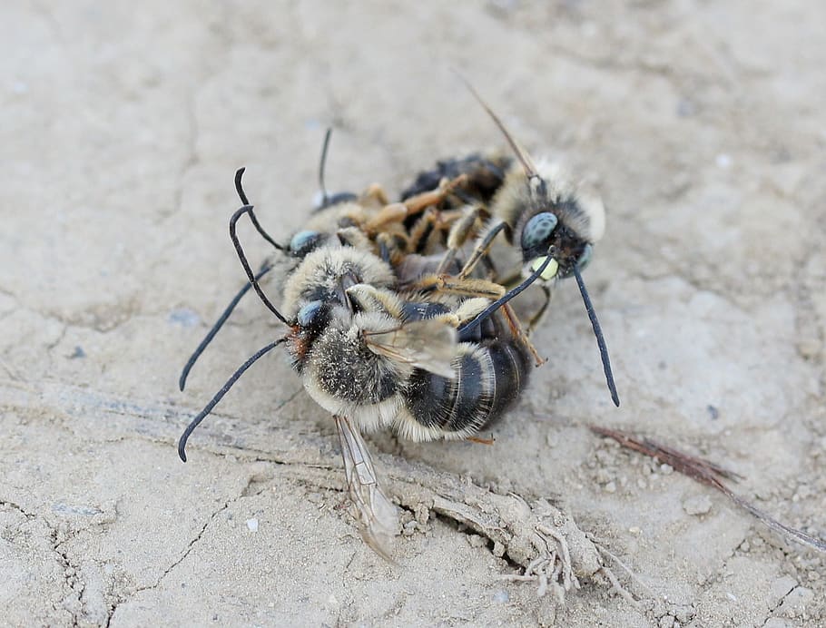 bee, struggle, insecta, flight, to kill, confrontation, animal themes HD wallpaper