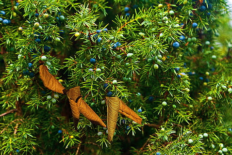 juniper, juniper fruit, fruiting, autumn, sprigs of juniper HD wallpaper