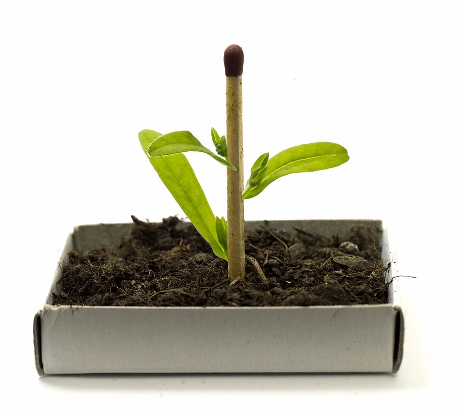 plant, growing, genetic, modification, biotechnology, science HD wallpaper