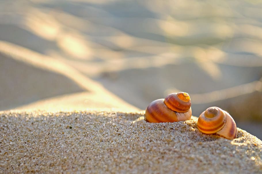 selective photo of brown snail shells on sand, beach, nature