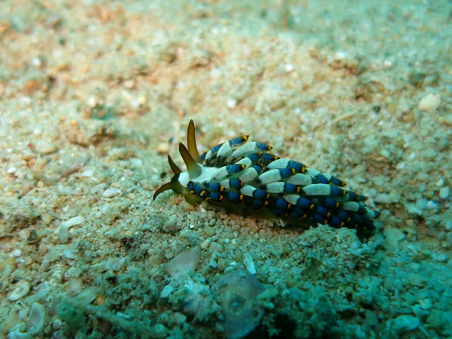 Nudibranch, Cuthona Kanga, Scuba, Diving, underwater, ocean, HD wallpaper