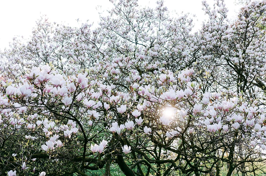 White blooming magnolia, nature, tree, flower, springtime, blossom HD wallpaper