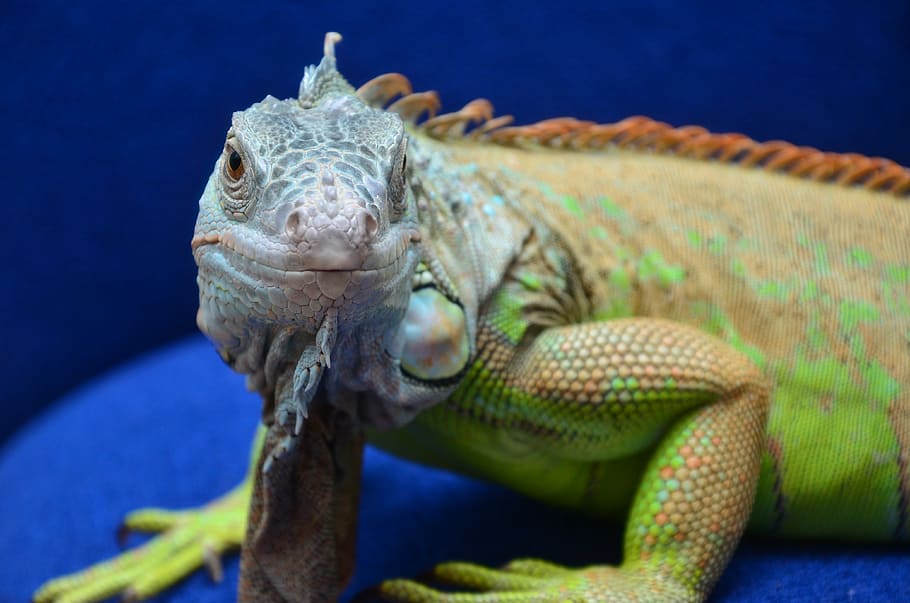 iguana, reptiles, dragon, animal, lizard, nature, wildlife HD wallpaper