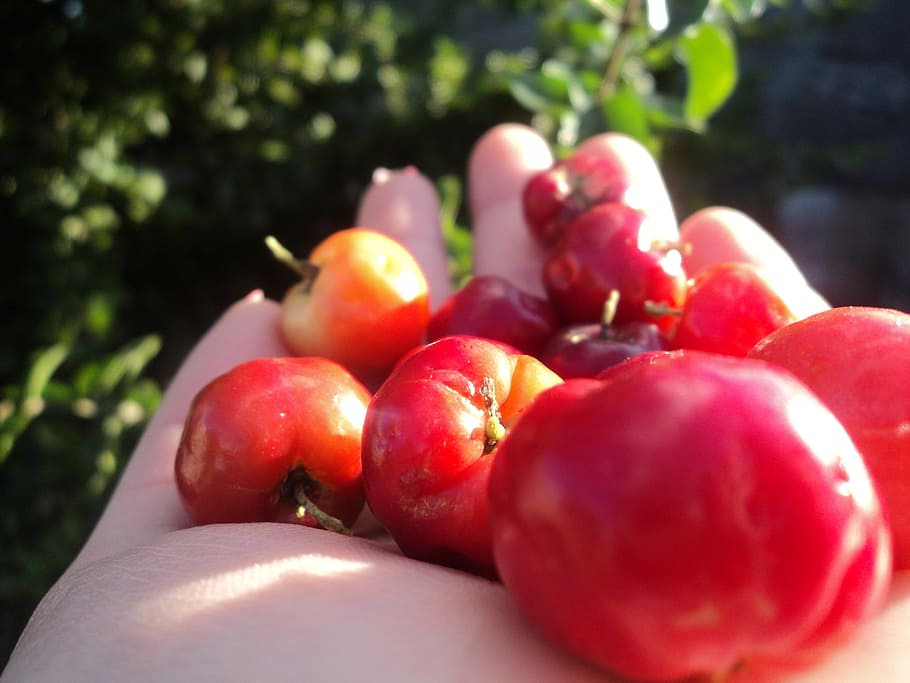 Fruit, Red, Tree, Leaves, Food, acelora, healthy eating, food and drink HD wallpaper