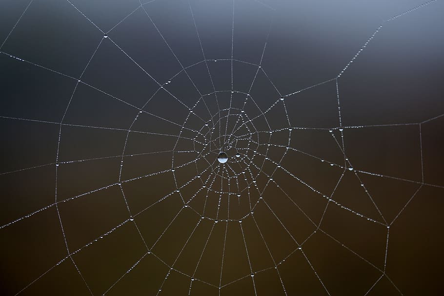 spider web, wet, hooked, place, dew, drops, nature, fragility HD wallpaper
