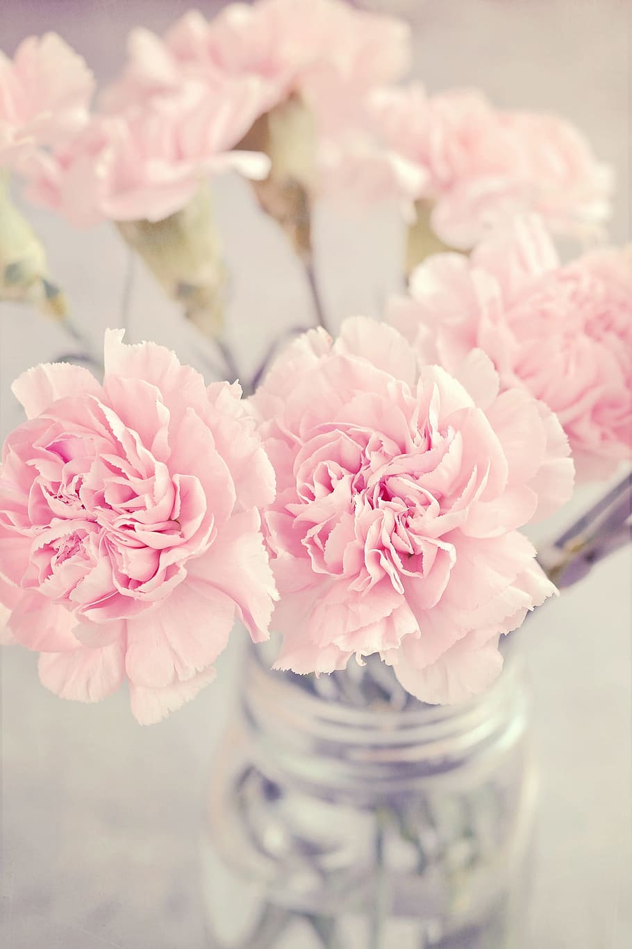 selective focus photo of pink peony flowers in vase, cloves, pink flowers, HD wallpaper