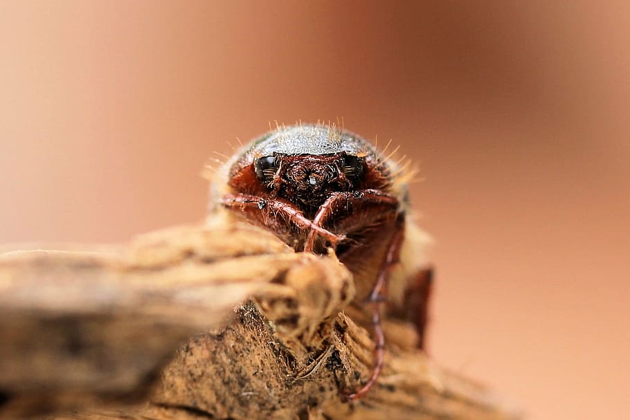 may beetle, scarab, face, brown, hair, springtime, animal themes HD wallpaper