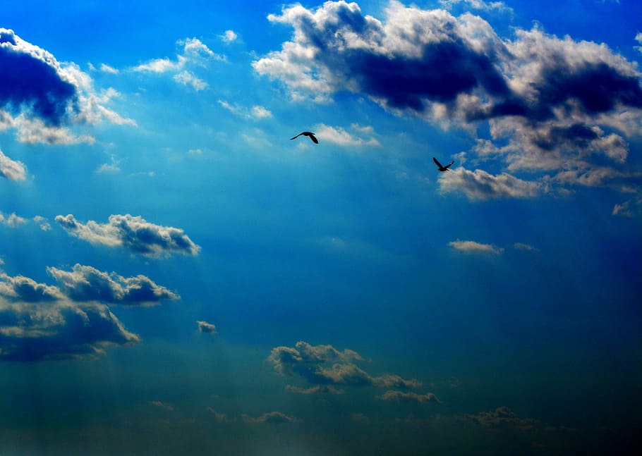 sky, cloud, twilight, birds, blue, animal themes, vertebrate HD wallpaper