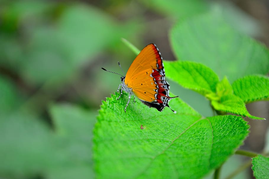 insect, butterfly, macro, invertebrate, animal wildlife, animal themes HD wallpaper