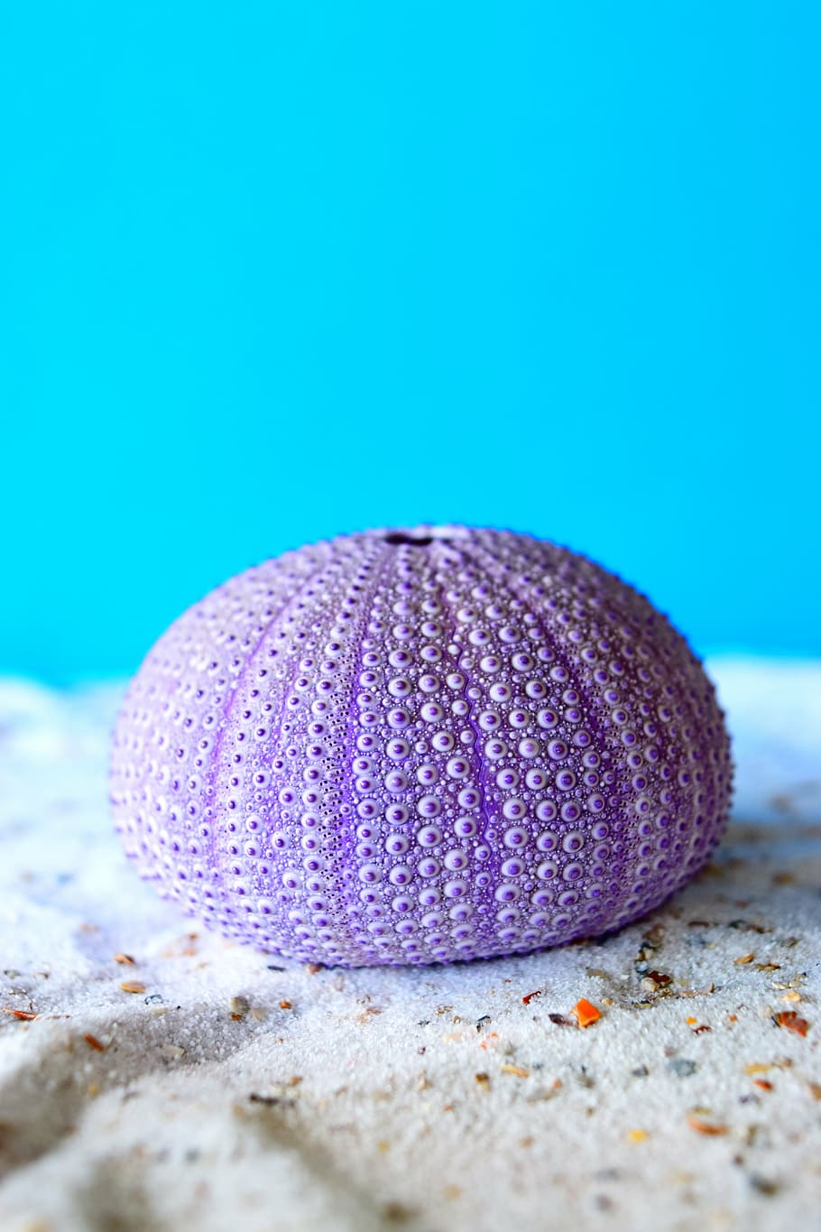 closeup photo of round purple sea creature, sea urchins, sand