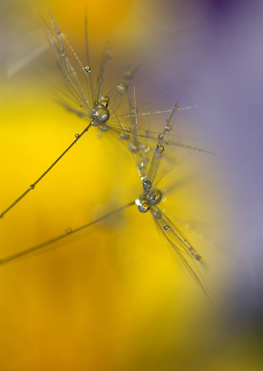 Dandelion, Drops, Wet, Macro, Plant, water, coloring, insect HD wallpaper