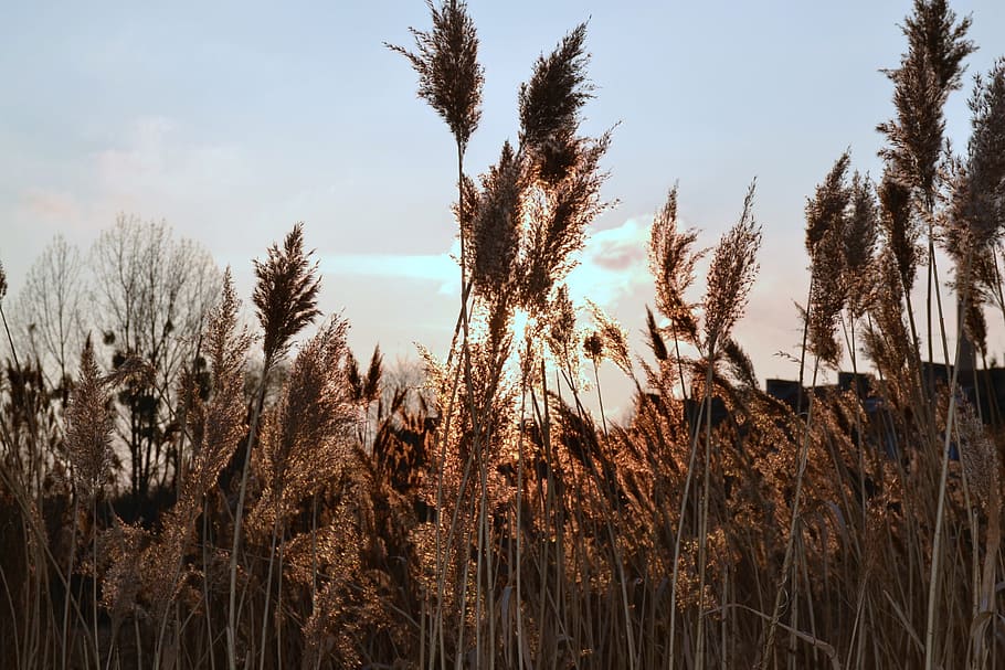 sunset, nature, sky, plant, growth, tranquility, no people HD wallpaper