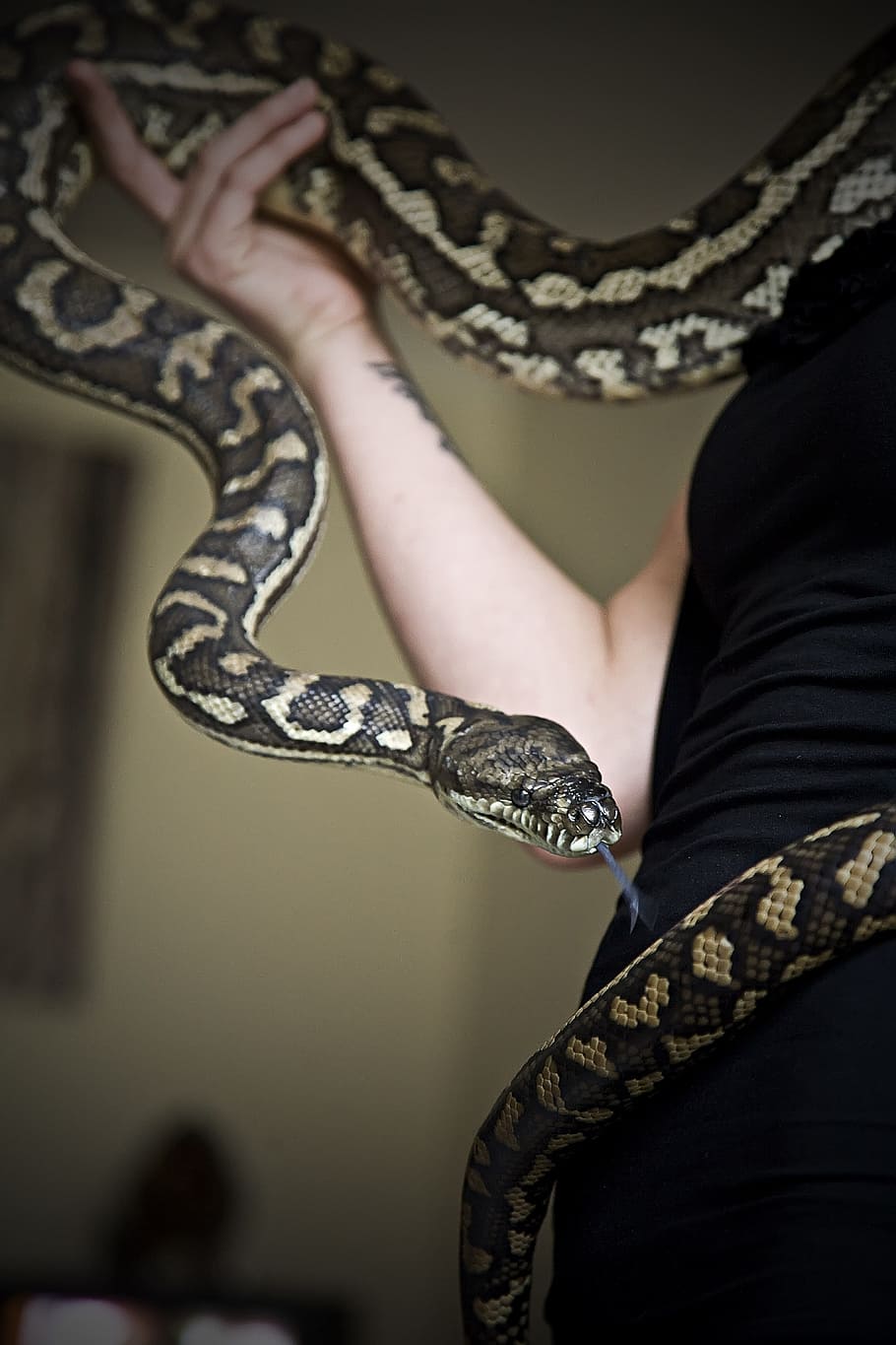 python, snake, pet, animal, snakehead, nightmares, one person HD wallpaper