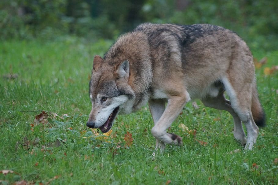 tricolored wolf on a grass field during day time, predator, nature