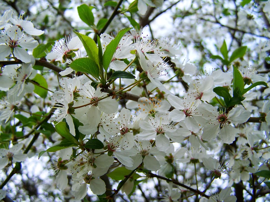 spring, flowering fruit trees, white flower, plant, flowering plant HD wallpaper