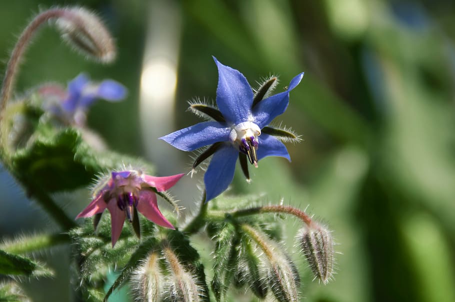 borage, garden, spring, blue, pink, flower, nature, plant, close-up HD wallpaper