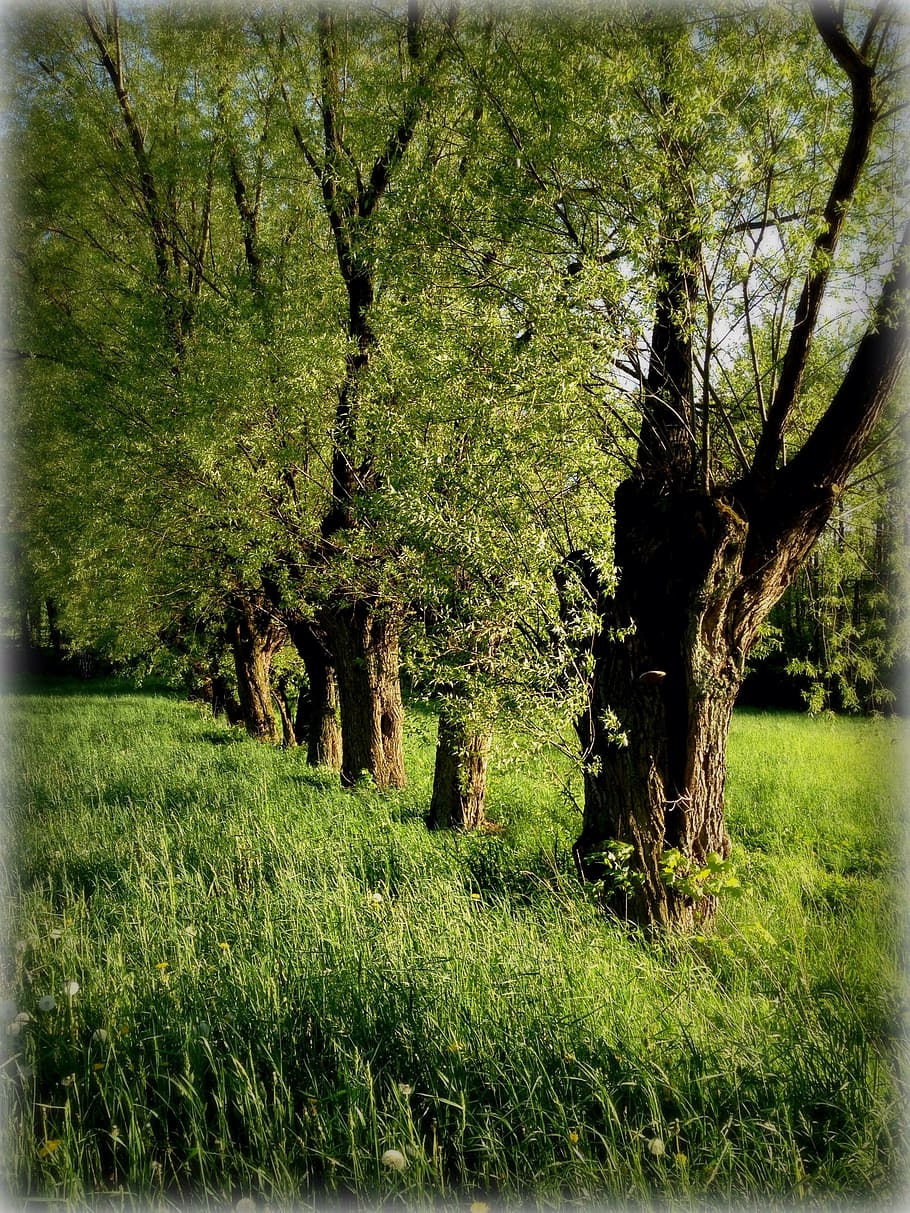 tree, willow, green, spring, nature, plant, grass, green color HD wallpaper