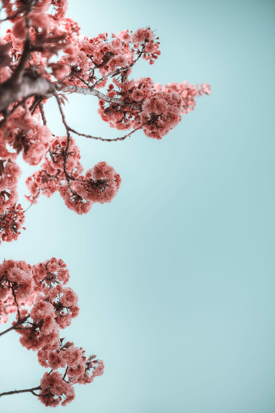 selective photograph of branches with flower, closeup photo of pink cherry blossoms HD wallpaper