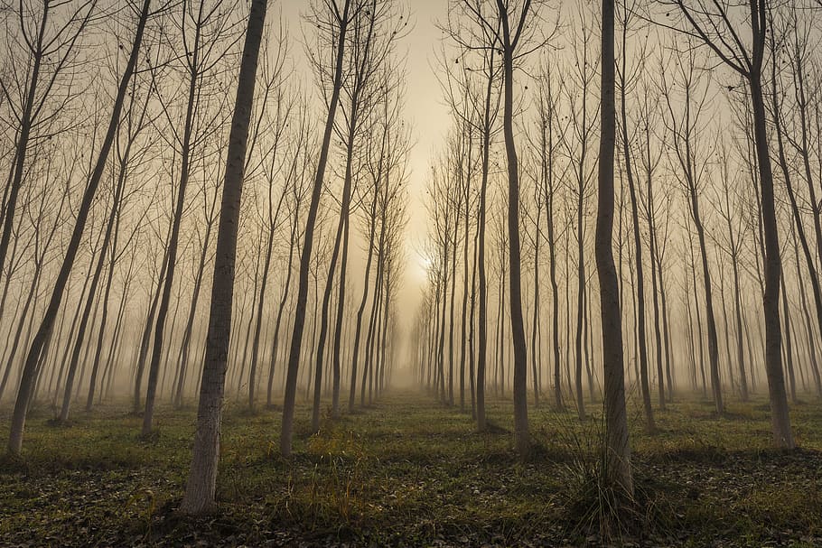 withered trees during golden hour, fog, landscape, cloudy, branches HD wallpaper