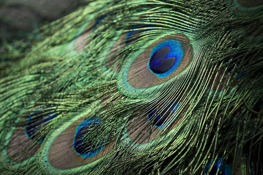 closeup photography of green, gray, and blue Peacock feathers, macro photography of peacock's green and blue feather HD wallpaper