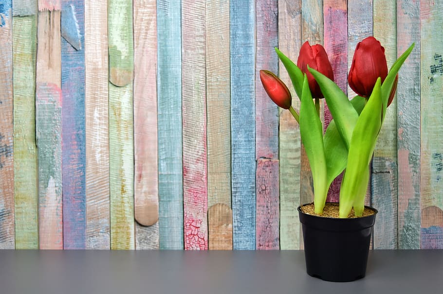 red tulips on black pot, flowers, artificial, spring, spring flowers HD wallpaper