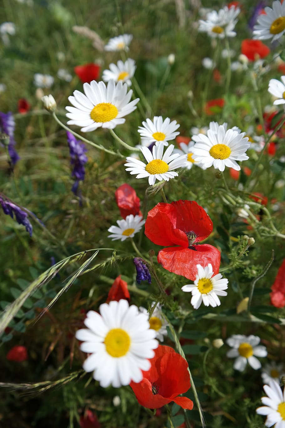 flowers, chamomile, poppy spring, nature, daisy, meadow, summer HD wallpaper