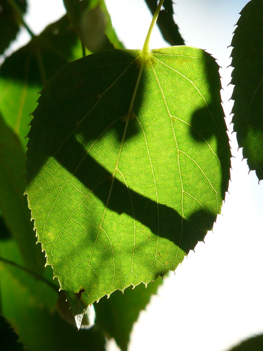 linde, tree, leaves, green, shadow, hispanic, sunlight, back light HD wallpaper