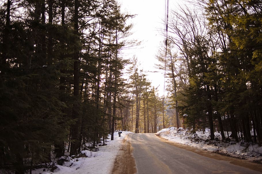 footpath between trees, green, pine, tress, beside, asphalt HD wallpaper
