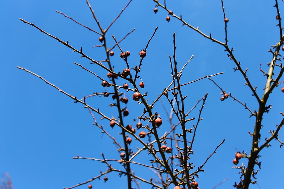 tree, landscape, crown, nature, sky, branches, blue, treetop HD wallpaper