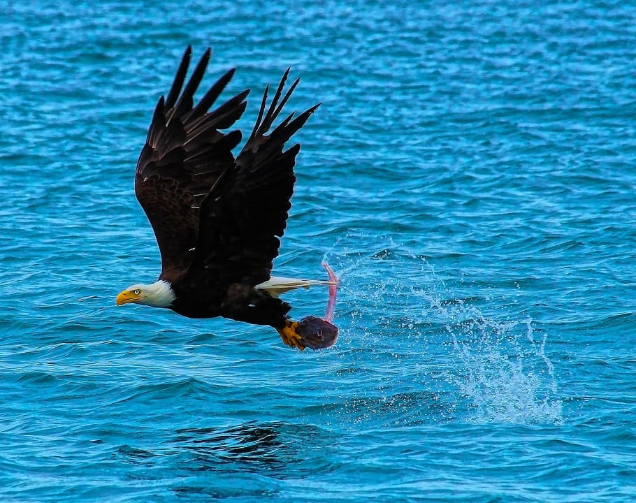 American Bald Eagle hunt sea animal on sea, catch of the day