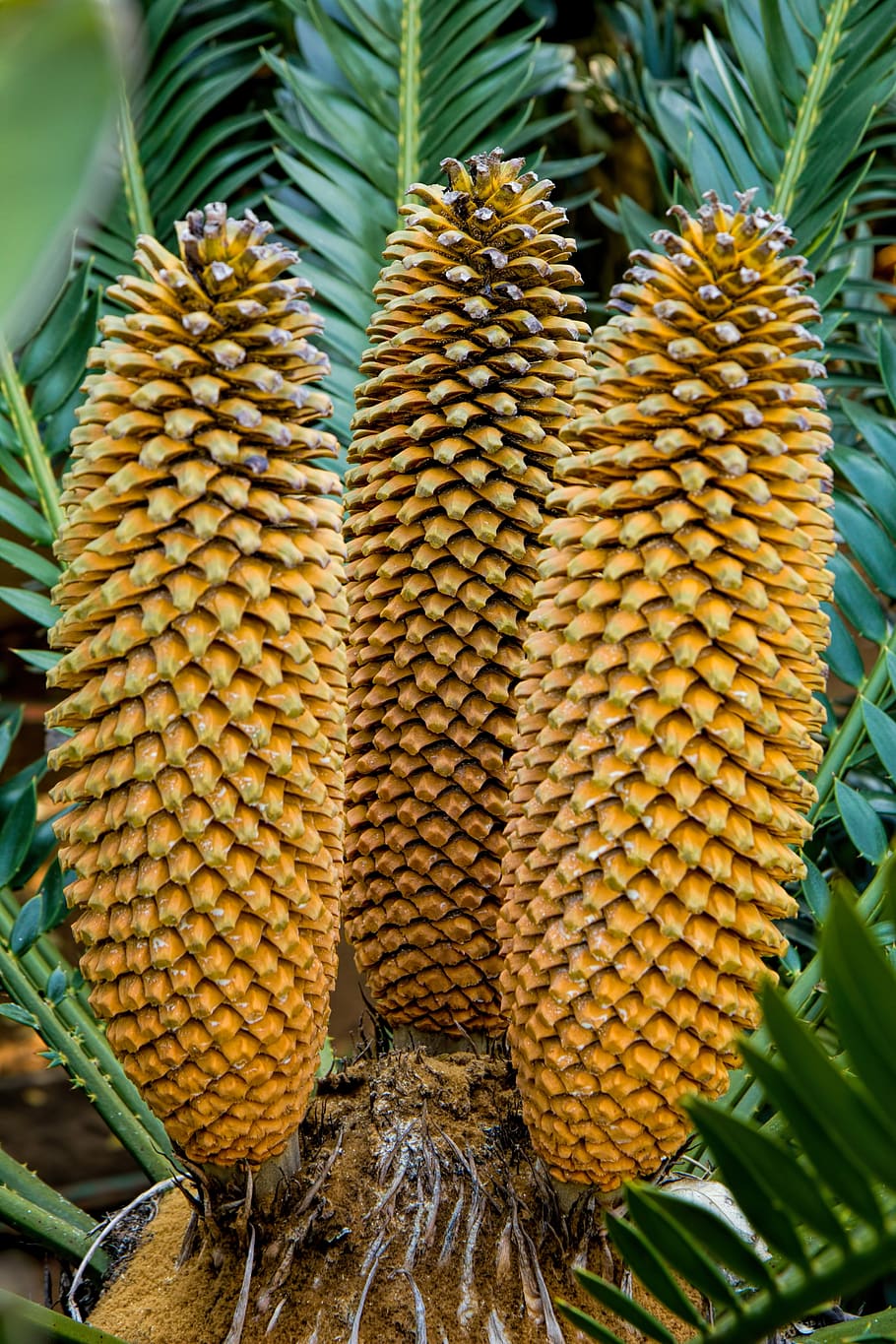 cycad, evergreen, plant, garden, landscaping, food, food and drink, HD wallpaper