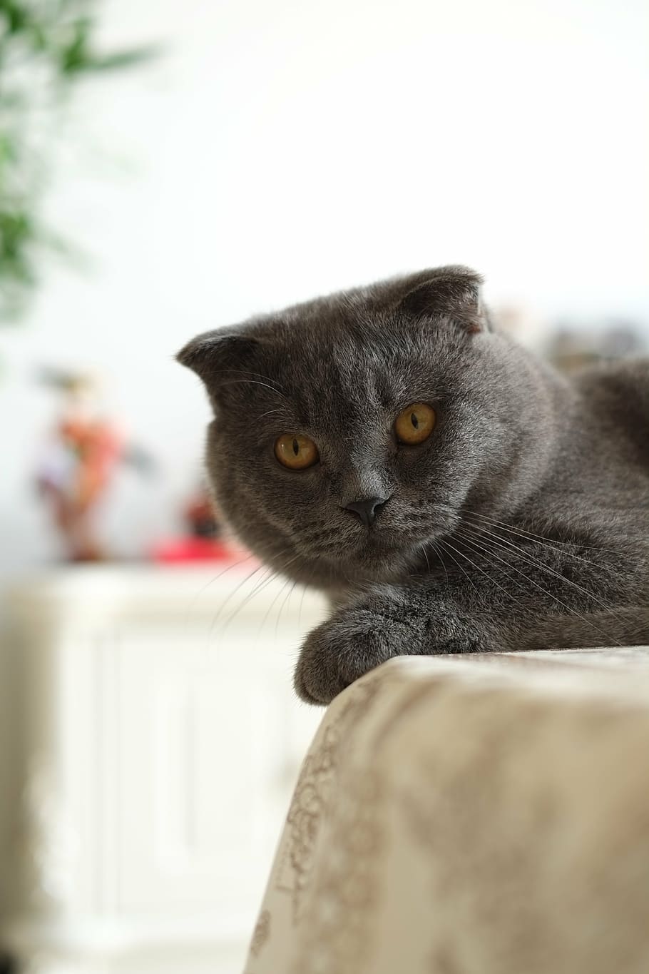 cat, british short, united kingdom shorthair, blue cat, cats, HD wallpaper