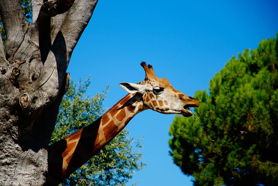 Giraffe, Eat, Head, Mediterranean, Trees, one animal, animal wildlife HD wallpaper