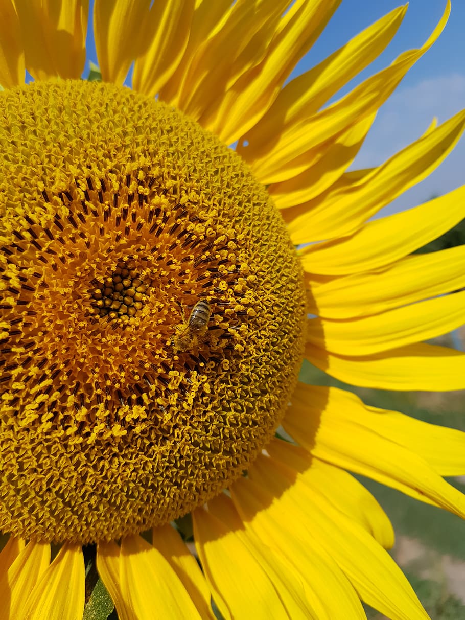 sunflower, august, yellow, flowering plant, flower head, fragility HD wallpaper