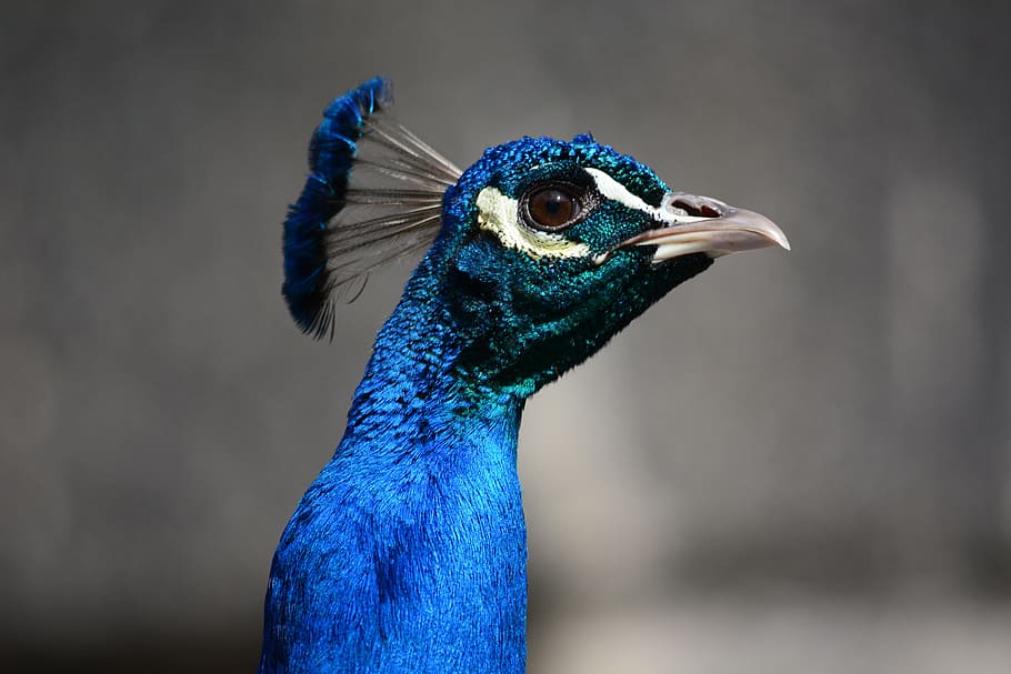 peacock, bird, head, beak, closeup, one animal, animal themes HD wallpaper