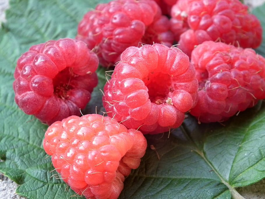 berry, raspberry, fruit, red, sweet, fresh, a lot, leaves, closeup HD wallpaper