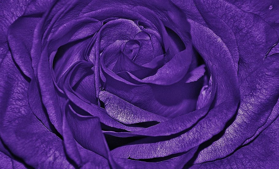 close up photography of purple rose, roses, lila, family, rose family, HD wallpaper