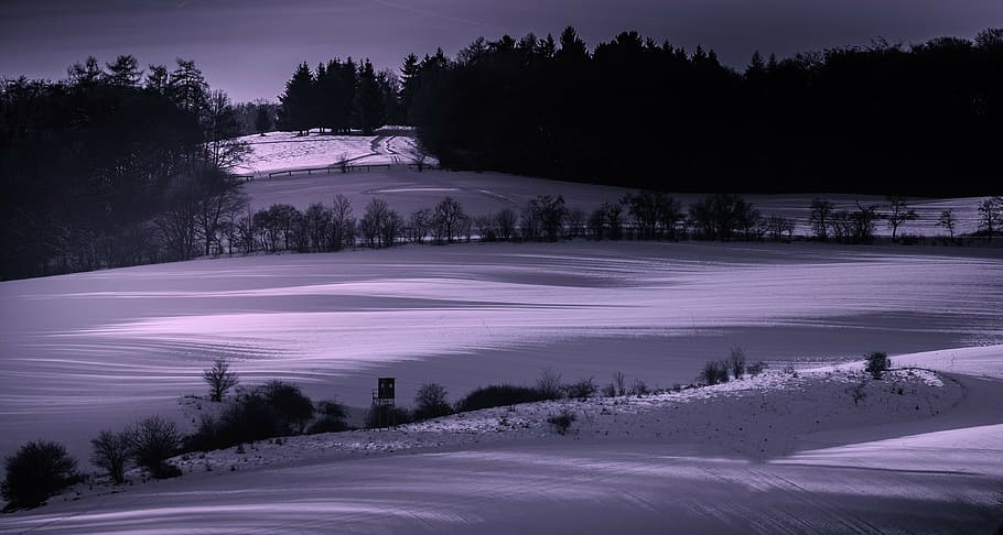 winter, snow, wintry, cold temperature, tree, nature, landscape HD wallpaper