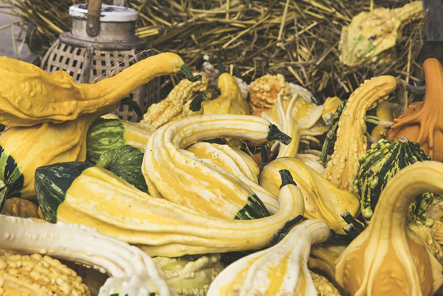 pumpkin, fruit, vegetables, orange, choose, large, huge, cucurbita maxima HD wallpaper