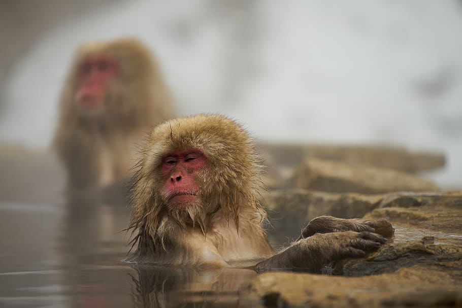 monkey, mammal, wild animals, natural, snow monkey, hot springs, HD wallpaper