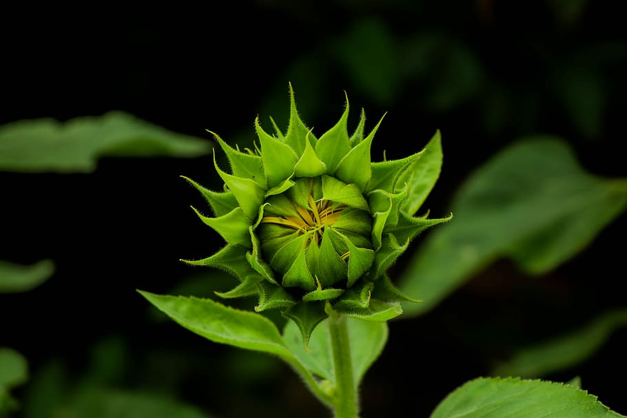 focus photography of green flower, close up photo of sunflower bud HD wallpaper