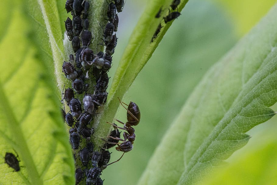 aphids, ant, lice, insect, macro, insect infestation, macro photography HD wallpaper